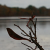 Shrubbery