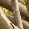 Natural Lines
