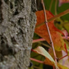 Ivy