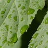 Morning Dew