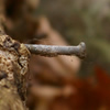 Nails in Wood