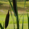 Reeds and Trees
