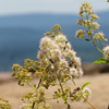 Mountain Flowers