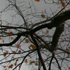 Almost Bare